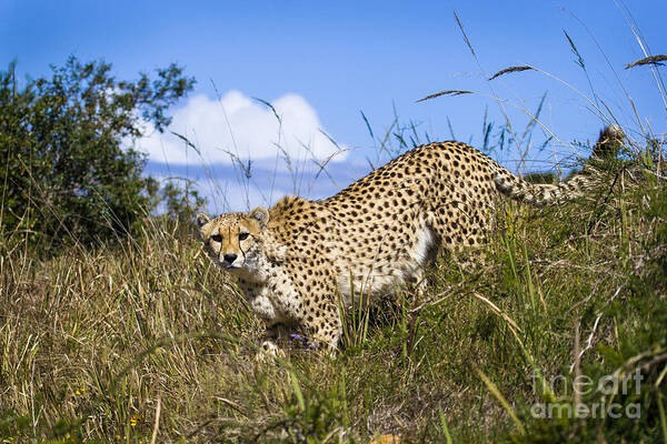 Cheetah Poster featuring the photograph Cheetah Stalking by Jennifer Ludlum