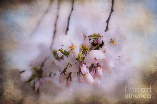 Cherry Poster featuring the photograph Cherry Blossom Dreams by Terry Rowe