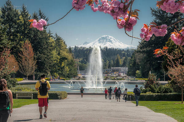 Cherry Blossoms Poster featuring the photograph Cherry Blossom View by Cassius Johnson