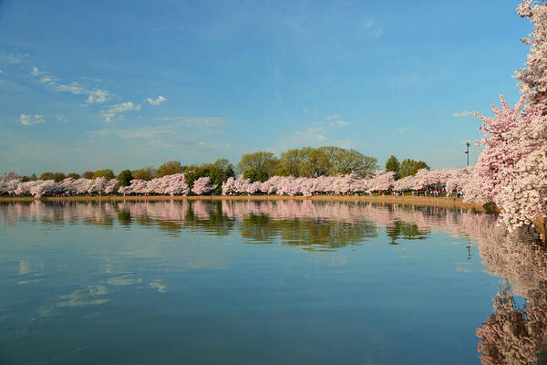 Architectural Poster featuring the photograph Cherry Blossoms 2013 - 026 by Metro DC Photography