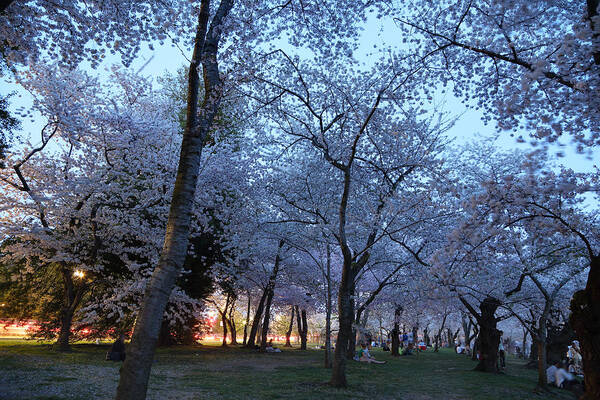 Architectural Poster featuring the photograph Cherry Blossoms 2013 - 100 by Metro DC Photography