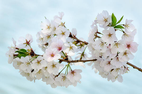 Dc Cherry Blossom Festival Poster featuring the photograph Cherry Blossoms No. 9146 by Georgette Grossman