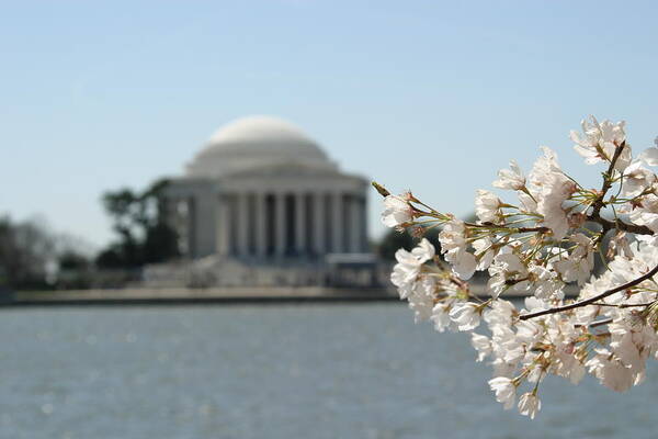 Cherry Poster featuring the photograph Cherry Blossoms with Jefferson Memorial - Washington DC - 01136 by DC Photographer