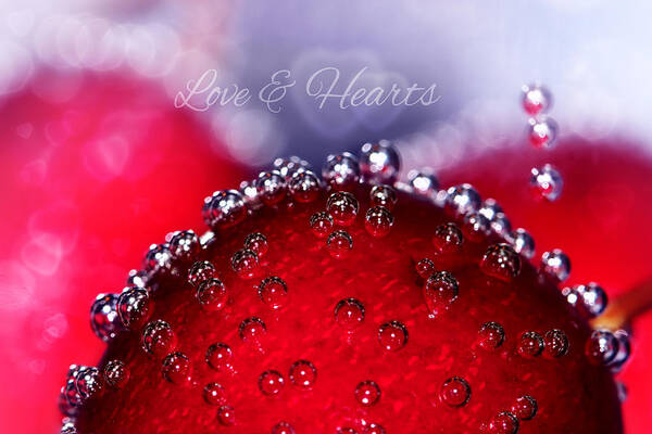 Cherry Poster featuring the photograph Cherry Fizz Hearts With Love by Tracie Schiebel
