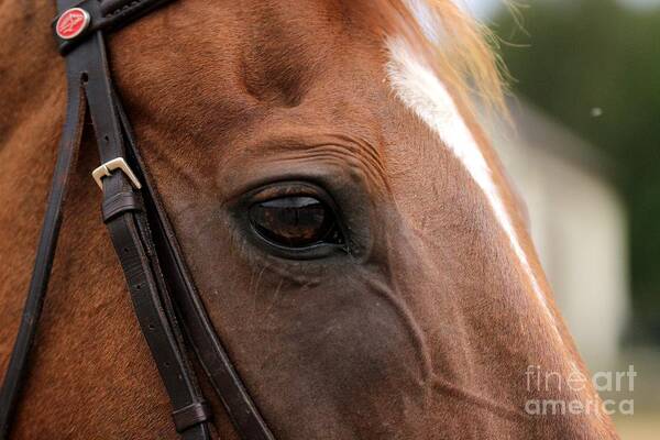Horse Poster featuring the photograph Chestnut Horse Eye by Janice Byer