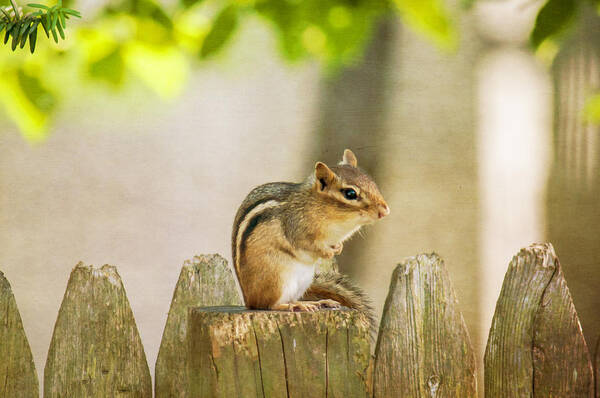 Chipmunk Poster featuring the photograph Chip Monk by Cathy Kovarik