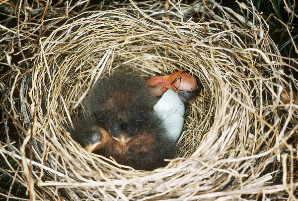 Chipping Sparrow Poster featuring the photograph Chipping Sparrow Hatchlings by Millard H. Sharp