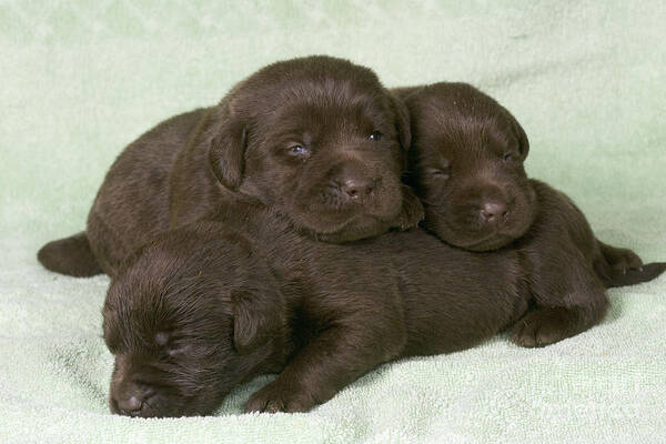 Labrador Retriever Poster featuring the photograph Chocolate Labrador Puppies by Jean-Michel Labat