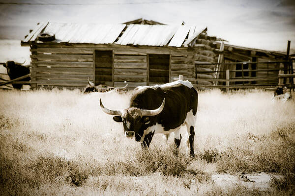 Horizontal Poster featuring the photograph Chocolate Pepper - Jeffrey City - Wyoming by Diane Mintle