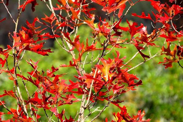 Fall Colors Poster featuring the photograph Christmas Color by David Norman