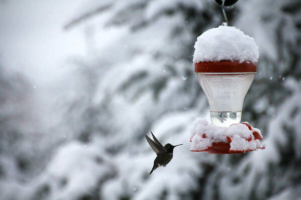 Snow Poster featuring the photograph Christmas Hummingbird by KATIE Vigil