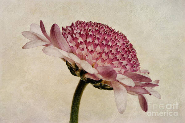 Chrysanthemum Canvas Poster featuring the photograph Chrysanthemum Domino Pink by John Edwards
