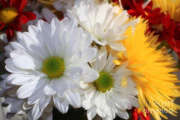 Chrsysanthemums Poster featuring the photograph Chrysanthemum Punch by Cathy Beharriell