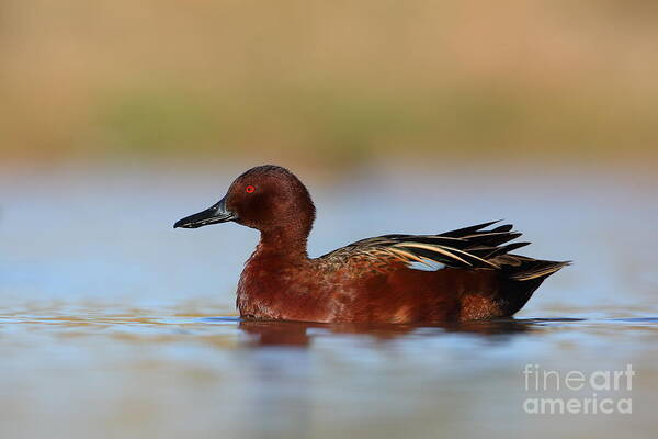 Drake Cinnamon Teal Poster featuring the photograph Cinnamon on top by Bryan Keil