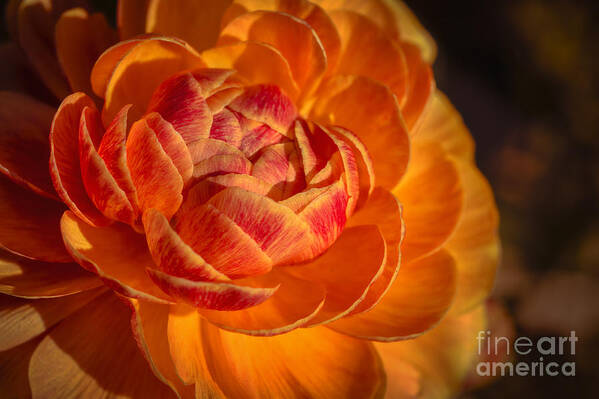 Flower Poster featuring the photograph Citrus Beauty by Ana V Ramirez