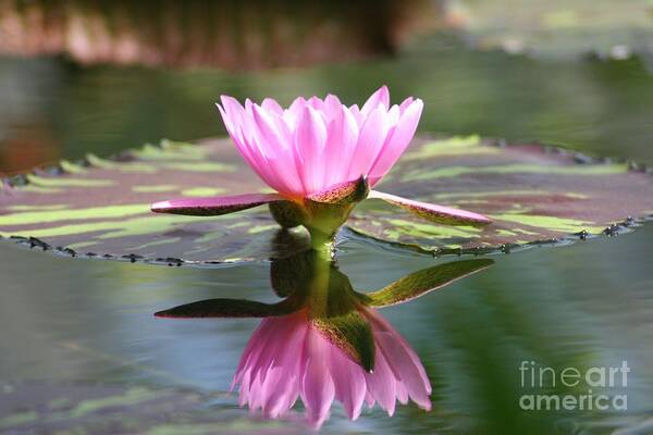 Pink Lotus Flower Reflecting In Pond Poster featuring the photograph Clarity by Mary Lou Chmura