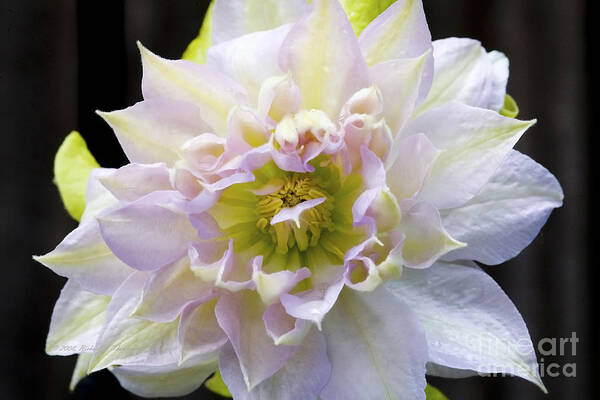 Clematis Poster featuring the photograph Clematis 'Belle of Woking' by Richard J Thompson 