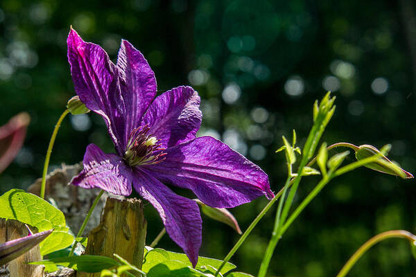 Clematis Poster featuring the photograph Clematis Greating the Morning Sun 1 by Douglas Barnett