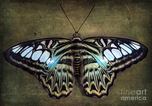 Clipper Butterfly Poster featuring the photograph Clipper Butterfly by Tamara Becker