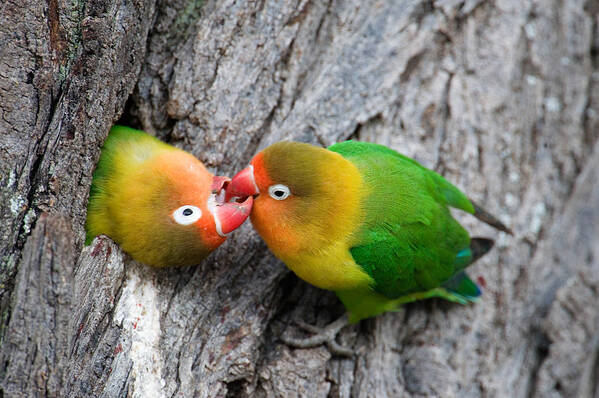 Photography Poster featuring the photograph Close-up Of A Pair Of Lovebirds, Ndutu by Panoramic Images
