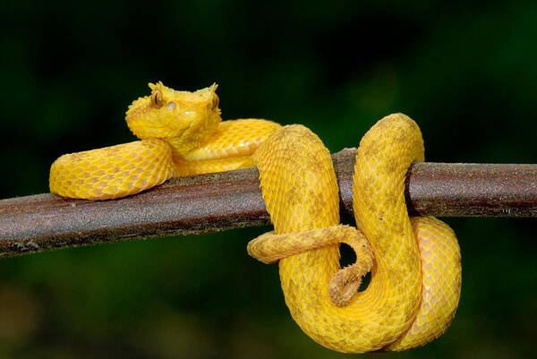 Photography Poster featuring the photograph Close-up Of An Eyelash Viper by Panoramic Images