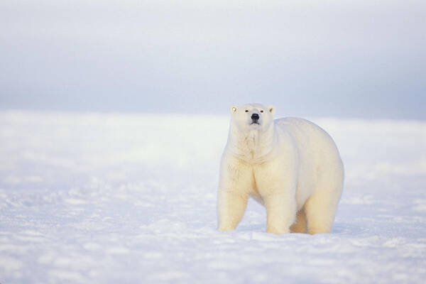 Kazlowski Poster featuring the photograph Close Up Of Polar Bear On Snow Near by Steven Kazlowski