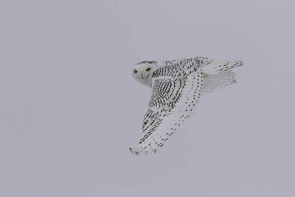Snowy Owl (bubo Scandiacus) Poster featuring the photograph Close Up Of The Ghost Flight by Thomas Young