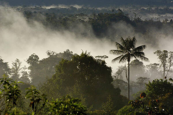 00210691 Poster featuring the photograph Cloud Forest in the Mist by Pete Oxford