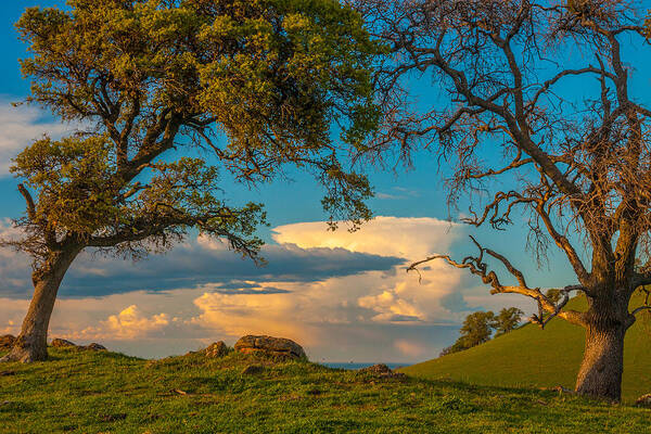 Landscape Poster featuring the photograph Clouds Between Trees by Marc Crumpler