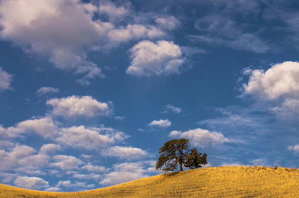 Landscape Poster featuring the photograph Clouds Over Lone Tree by Marc Crumpler