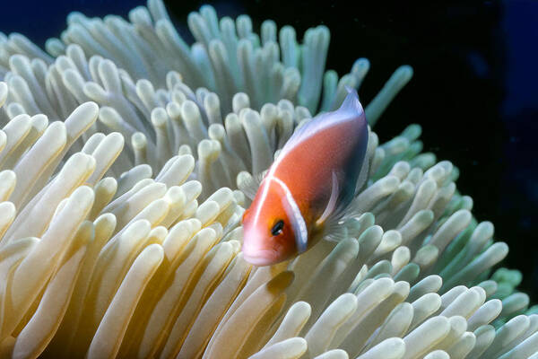 Micronesia Poster featuring the photograph Clownfish 9 by Dawn Eshelman