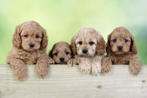 Dog Poster featuring the photograph Cockapoo Puppy Dogs by John Daniels