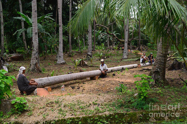 Coconut Lumber Photographs Poster featuring the photograph Coconut Timber by Hank Taylor