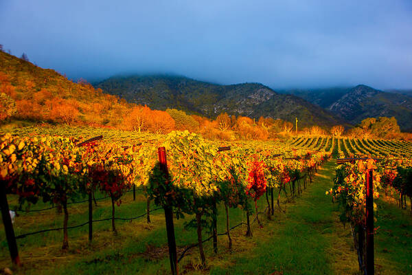 Colibri Vineyards Poster featuring the photograph Colibri Morning by Kent Nancollas