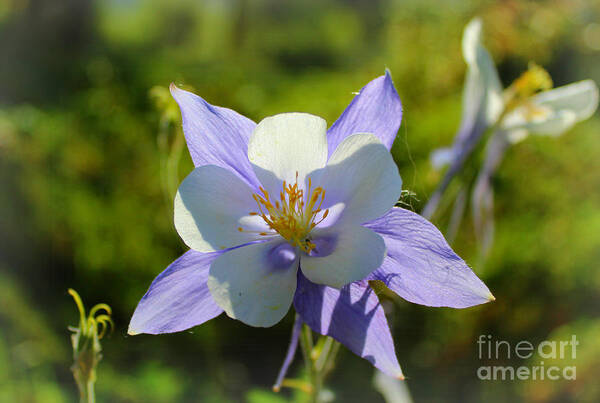 Columbine Flower Poster featuring the photograph Colorado Columbine by Amy Steeples