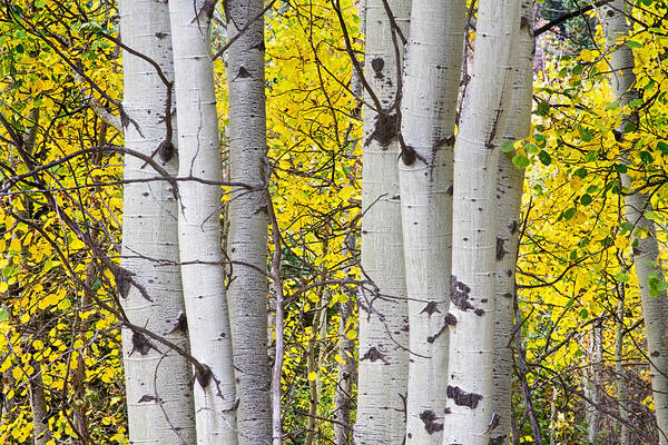 Aspen Poster featuring the photograph Colorful Autumn Aspen Tree Colonies by James BO Insogna