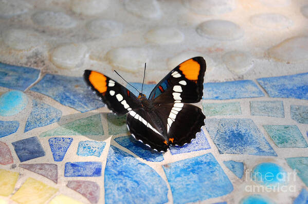 California Sister Poster featuring the photograph Colorful Butterfly by Debra Thompson