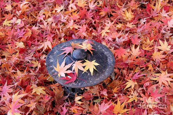 Ground Cover Poster featuring the photograph Colorful ground cover by Yumi Johnson