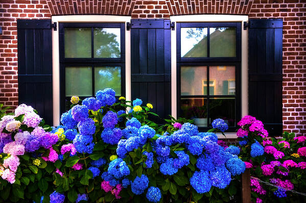 Netherlands Poster featuring the photograph Colorful Hydrangea at the Windows. Giethoorn. Netherlands by Jenny Rainbow