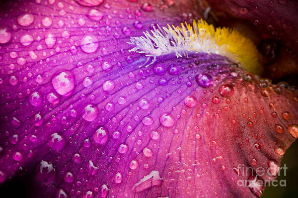 Nature Poster featuring the photograph Colorful iris by Oscar Gutierrez