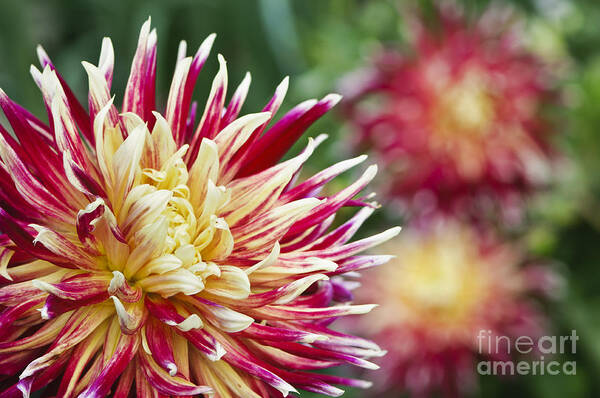 Beauty In Nature Poster featuring the photograph Colorful red and yellow dahlias by Oscar Gutierrez