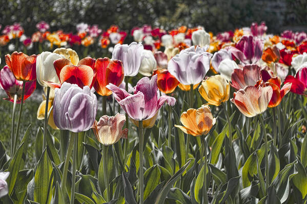 Tulip Poster featuring the photograph Colorful Tulips in the Sun by Sharon Popek
