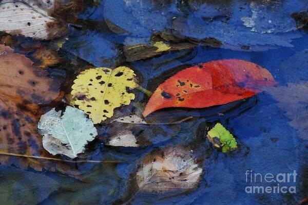 Fall Poster featuring the photograph Colors a Drift by J L Zarek