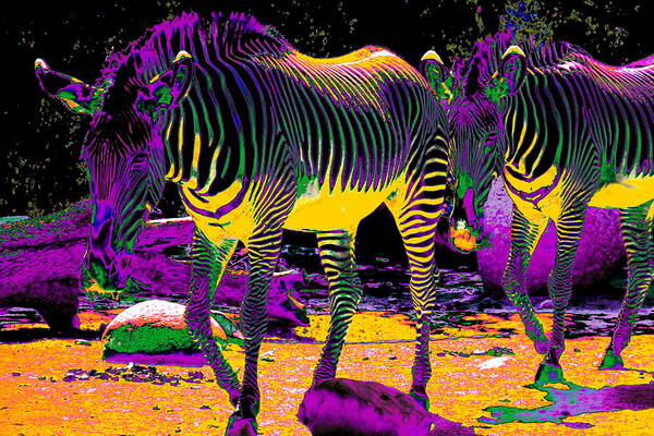 Zebra Poster featuring the photograph Colourful Zebras by Aidan Moran
