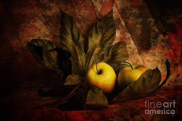 Apples Poster featuring the photograph Comfy Apples by Randi Grace Nilsberg