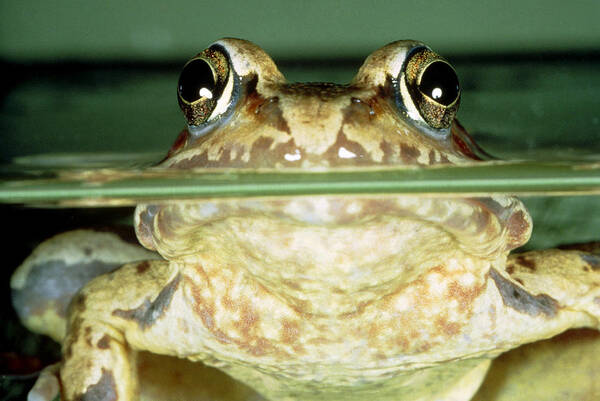 Amphibia Poster featuring the photograph Common Frog by Perennou Nuridsany