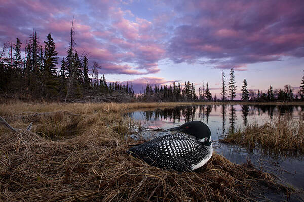 Bia Poster featuring the photograph Common Loon On Bog Nest British Columbia by Connor Stefanison