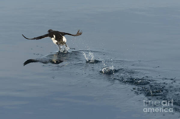 Arctic Poster featuring the photograph Common Murre Taking Flight by John Shaw