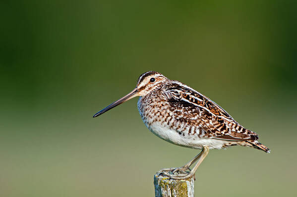 Common Snipe Poster featuring the photograph Common Snipe by Torbjorn Swenelius