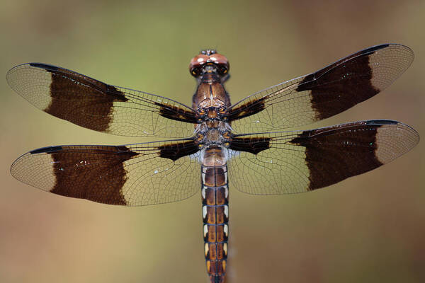 Common Whitetail Dragonfly Poster featuring the photograph Common Whitetail Dragonfly Perched On A Stem by Daniel Reed